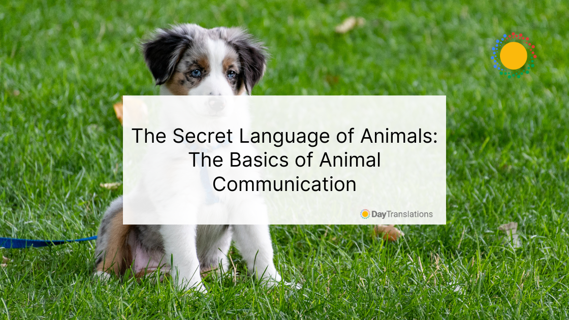 The Secret Language of Animals: The Basics of Animal Communication